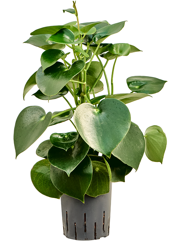 Planta naturala de interior D20xH45cm Peperomia polybotrya 'Raindrop' P15/19cm in hidrogranule