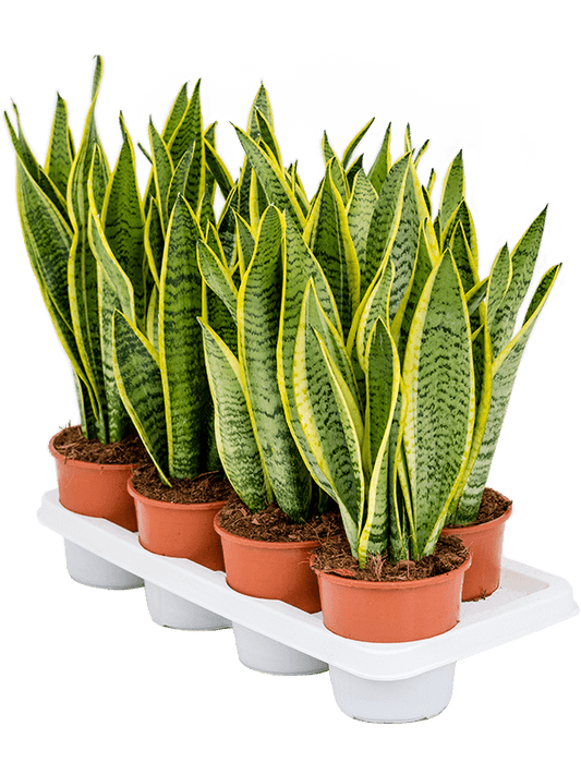 Planta naturala de interior D20xH45cm Sansevieria trifasciata 'Laurentii' PS14/12cm in pamant