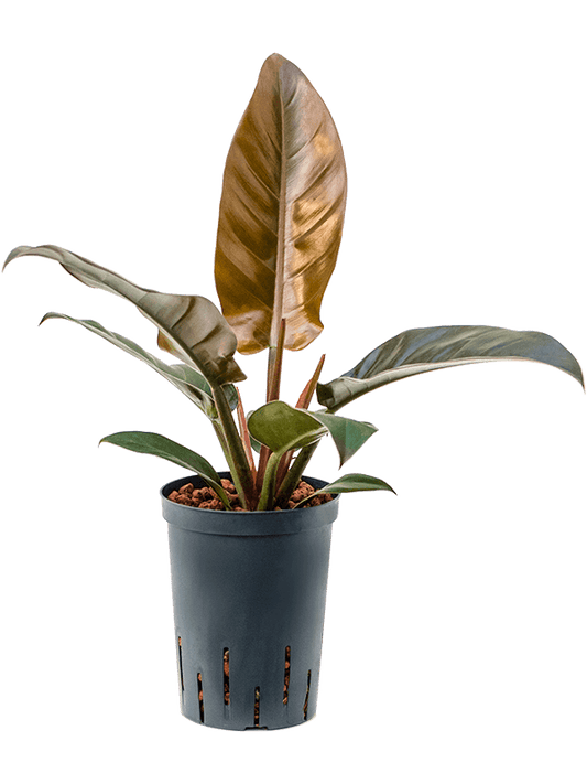 Planta naturala de interior D20xH50cm Philodendron 'Imperial Red' P15/19cm in hidrogranule