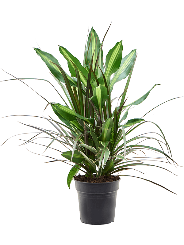 Planta naturala de interior D20xH60cm Dracaena combo PS17/16cm in pamant