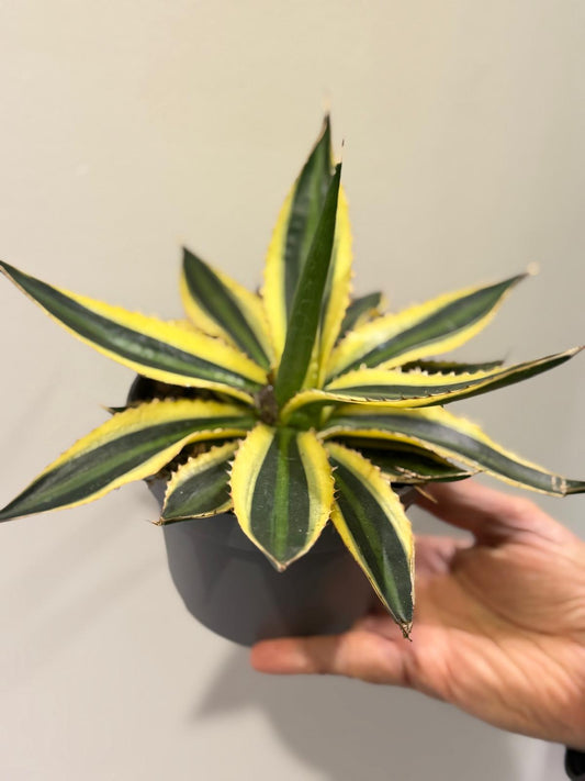 Planta naturala de interior D22xH20cm Agave Lophantha Quadricolor PS12/9cm in pamant