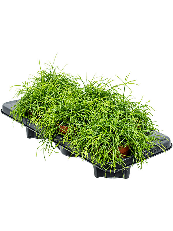 Planta naturala de interior D25xH20cm Rhipsalis cashero PS12/11cm in pamant