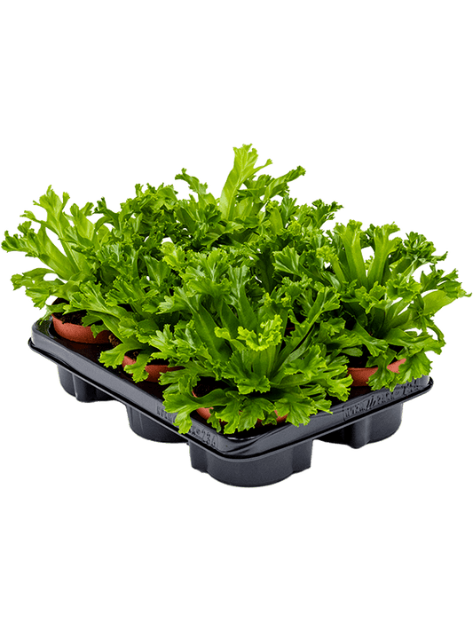 Planta naturala de interior D25xH25cm Asplenium antiquum 'Leslie' PS12/9cm in pamant