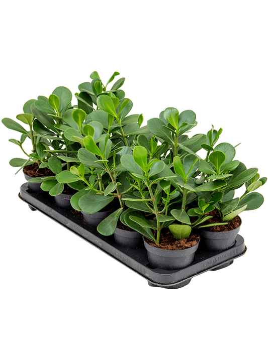 Planta naturala de interior D25xH25cm Clusia rosea 'Green Magic' PS12/10cm in pamant