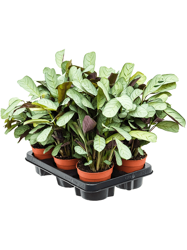 Planta naturala de interior D25xH25cm Ctenanthe burle-marxii 'Amagris' PS12/10cm in pamant