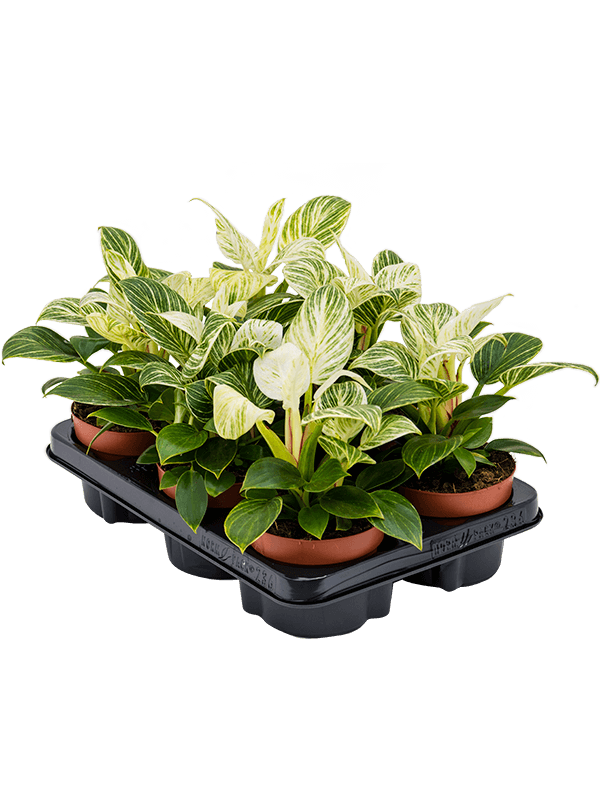 Planta naturala de interior D25xH25cm Philodendron 'White Wave' PS12/10cm in pamant