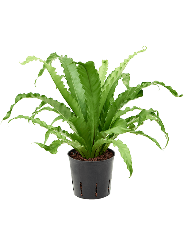 Planta naturala de interior D25xH30cm Asplenium antiquum 'Osaka' P13/12cm in hidrogranule