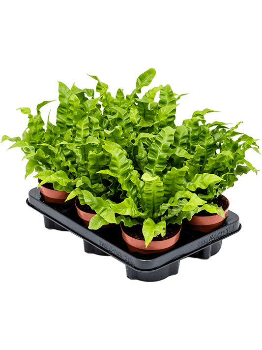Planta naturala de interior D25xH30cm Asplenium nidus 'Crispy Wave' PS12/10cm in pamant