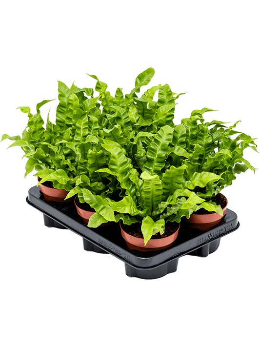 Planta naturala de interior D25xH30cm Asplenium nidus 'Crispy Wave' PS12/10cm in pamant