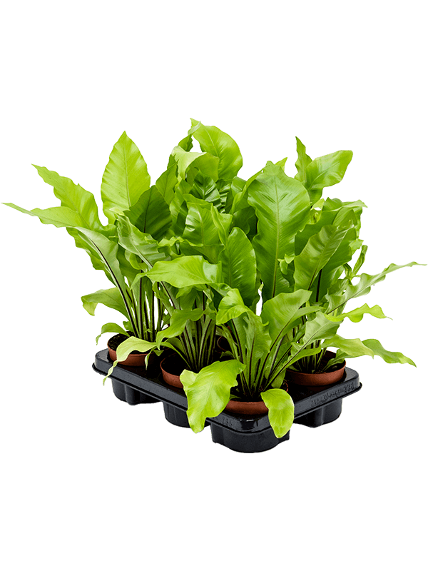 Planta naturala de interior D25xH30cm Asplenium nidus PS12/11cm in pamant