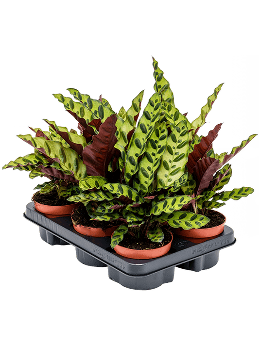 Planta naturala de interior D25xH30cm Calathea insignis PS12/10cm in pamant