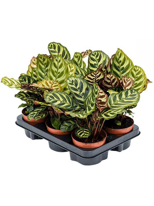 Planta naturala de interior D25xH30cm Calathea makoyana PS12/10cm in pamant