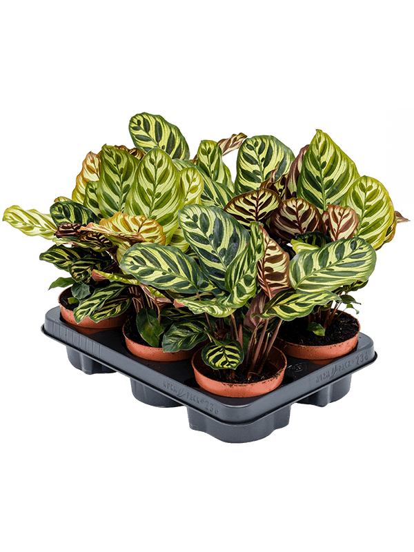 Planta naturala de interior D25xH30cm Calathea makoyana PS12/10cm in pamant