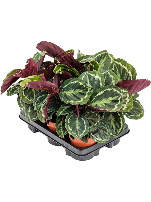 Planta naturala de interior D25xH30cm Calathea 'Medallion' PS12/10cm in pamant