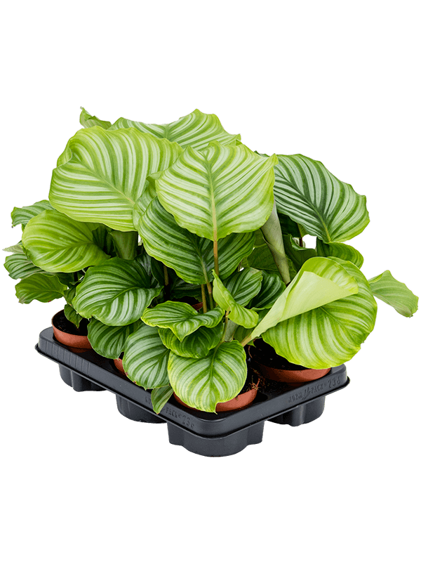 Planta naturala de interior D25xH30cm Calathea orbifolia PS12/10cm in pamant