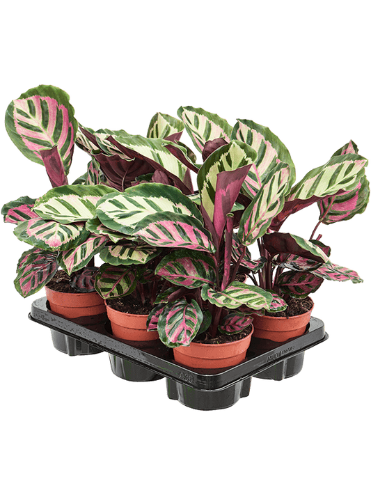 Planta naturala de interior D25xH30cm Calathea roseopicta 'Cora' PS12/10cm in pamant