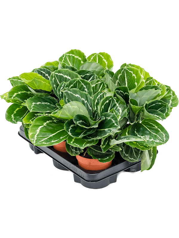 Planta naturala de interior D25xH30cm Calathea roseopicta 'Julia' PS12/10cm in pamant