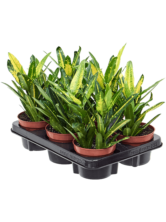 Planta naturala de interior D25xH30cm Croton (Codiaeum) variegatum 'Sunny Star' PS12/11cm in pamant