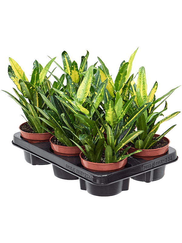 Planta naturala de interior D25xH30cm Croton (Codiaeum) variegatum 'Sunny Star' PS12/11cm in pamant