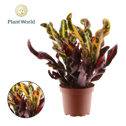 Planta naturala de interior D25xH30cm Croton (Codiaeum) variegatum 'Yellow Mammi' 3PP PS12/10cm in pamant