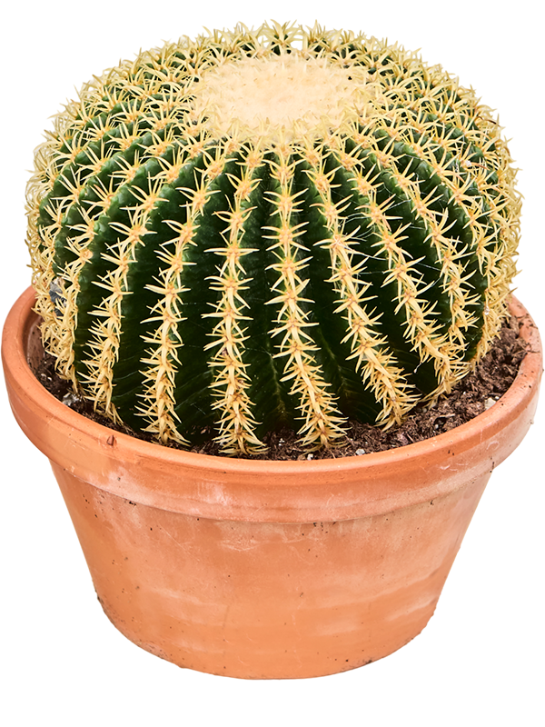 Planta naturala de interior - D25xH30cm Echinocactus brevispina PS27/15cm in pamant