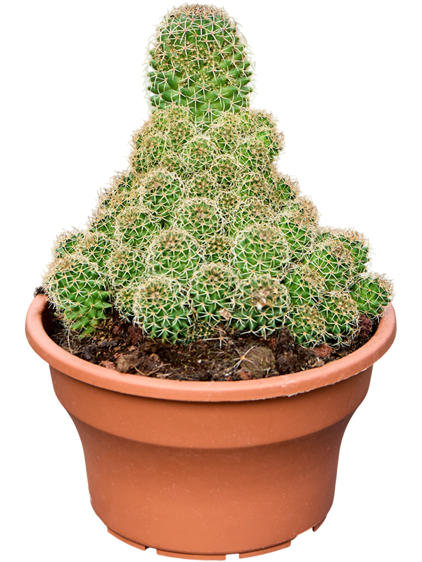 Planta naturala de interior - D25xH30cm Mammillaria 'Magnimamma Ramosa' PS19/17cm in pamant