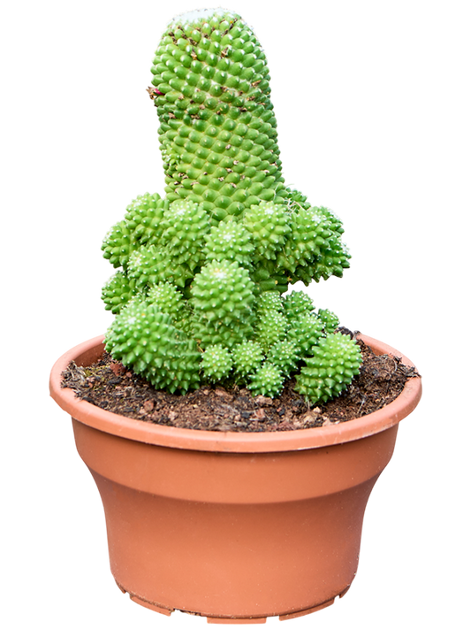 Planta naturala de interior - D25xH30cm Mammillaria 'Toluca Ramosa' PS19/17cm in pamant