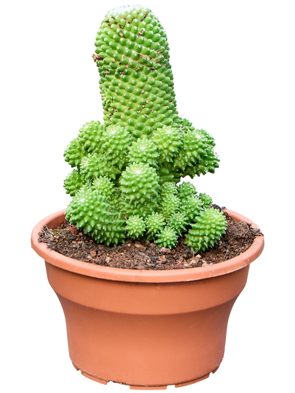 Planta naturala de interior - D25xH30cm Mammillaria 'Toluca Ramosa' PS19/17cm in pamant