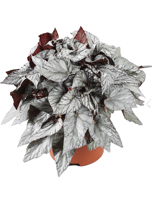 Planta naturala de interior D25xH32cm Begonia 'Arctic Breeze' PS17/15cm in pamant