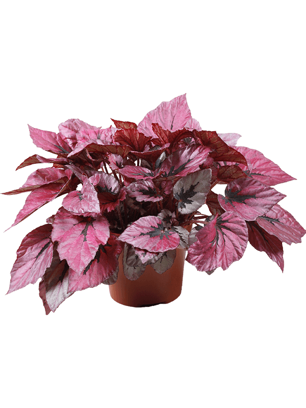 Planta naturala de interior D25xH32cm Begonia 'Indian Summer' PS17/15cm in pamant