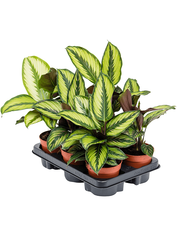 Planta naturala de interior D25xH35cm Calathea 'Beauty Star' PS12/10cm in pamant