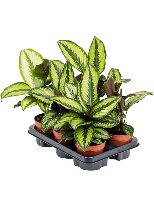 Planta naturala de interior D25xH35cm Calathea 'Beauty Star' PS12/10cm in pamant