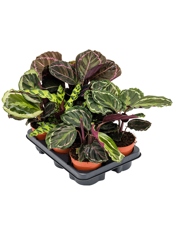 Planta naturala de interior D25xH35cm Calathea mix PS12/10cm in pamant