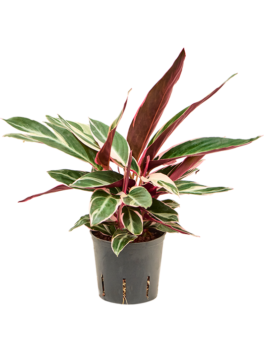 Planta naturala de interior D25xH35cm Calathea 'Triostar' P13/12cm in hidrogranule