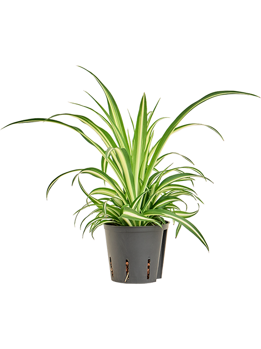 Planta naturala de interior D25xH35cm Chlorophytum comosum 'Variegatum' P13/12cm in hidrogranule