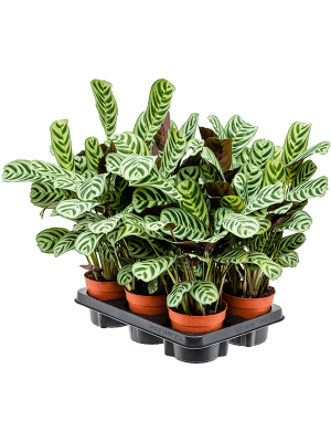 Planta naturala de interior D25xH35cm Ctenanthe burle-marxii 'Amabilis' PS12/10cm in pamant