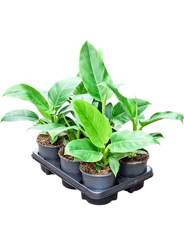 Planta naturala de interior D25xH35cm Philodendron 'Imperial Green' PS12/11cm in pamant