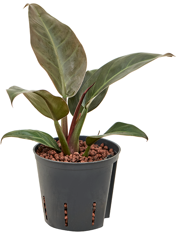 Planta naturala de interior D25xH35cm Philodendron 'Imperial Red' P13/12cm in hidrogranule