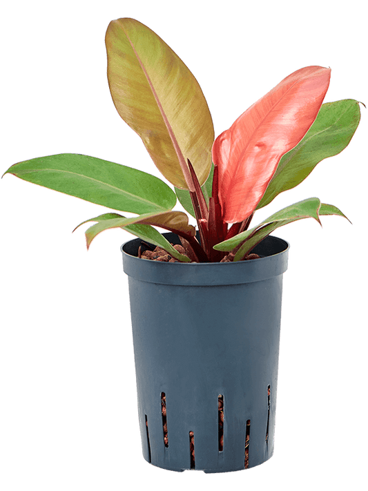 Planta naturala de interior D25xH35cm Philodendron 'Prince of Orange' P15/19cm in hidrogranule