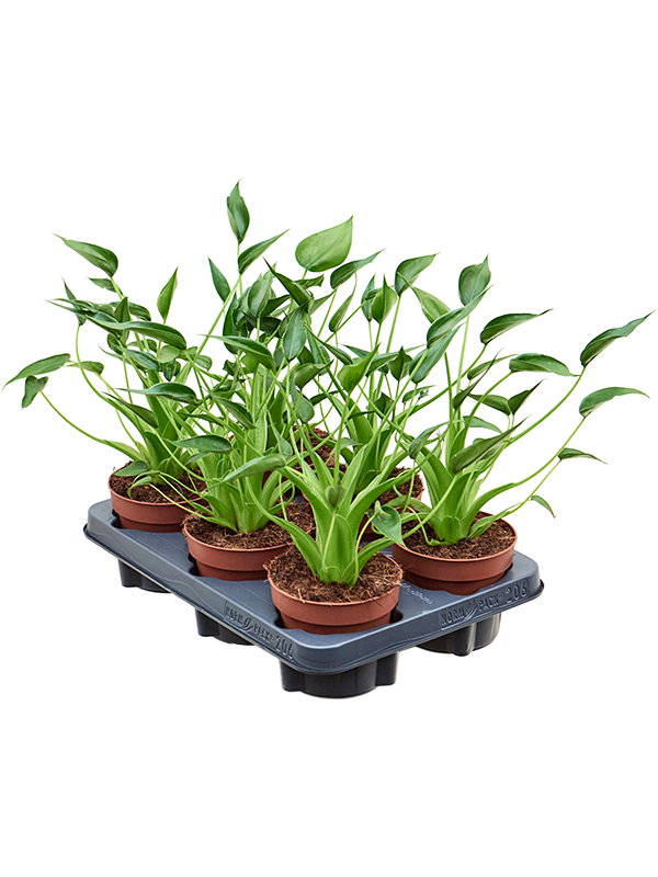 Planta naturala de interior D25xH40cm Alocasia 'Tiny Dancer' PS12/10cm in pamant