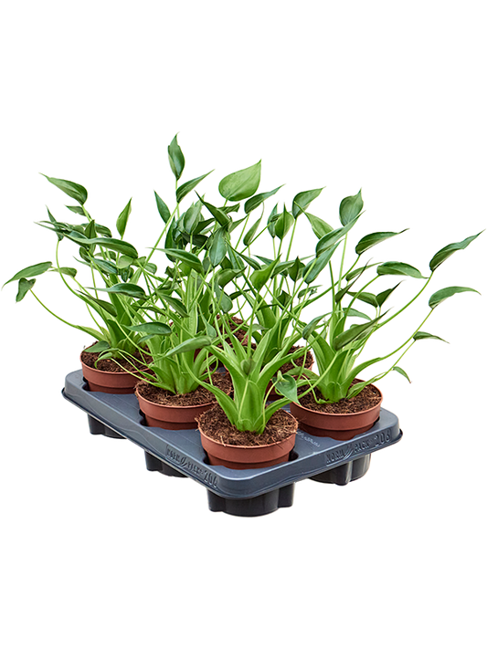 Planta naturala de interior D25xH40cm Alocasia 'Tiny Dancer' PS12/10cm in pamant