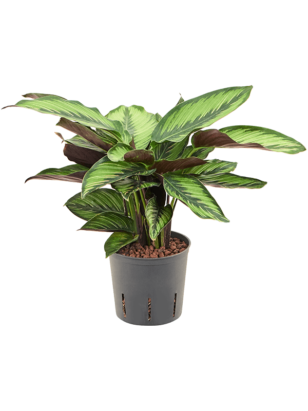 Planta naturala de interior D25xH40cm Calathea 'Beauty Star' P13/12cm in hidrogranule