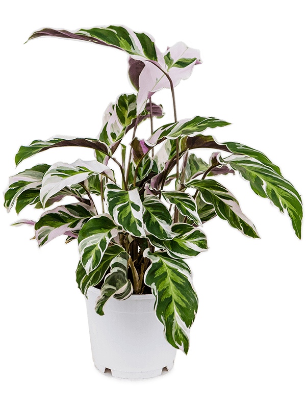 Planta naturala de interior D25xH40cm Calathea 'Fusion White' PS14/12cm in pamant