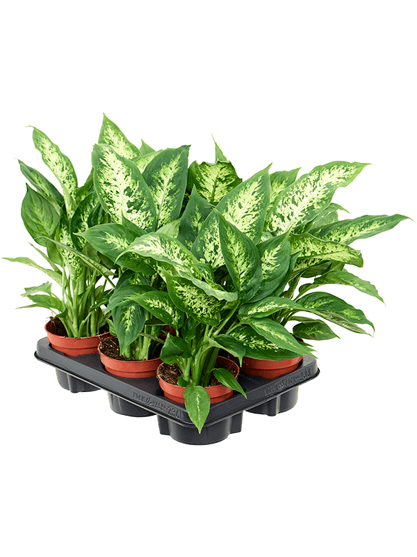 Planta naturala de interior D25xH40cm Dieffenbachia 'Compacta' PS12/10cm in pamant