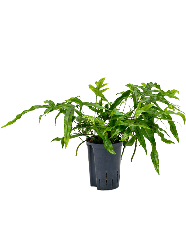 Planta naturala de interior D25xH40cm Microsorum diversifolium P15/19cm in hidrogranule