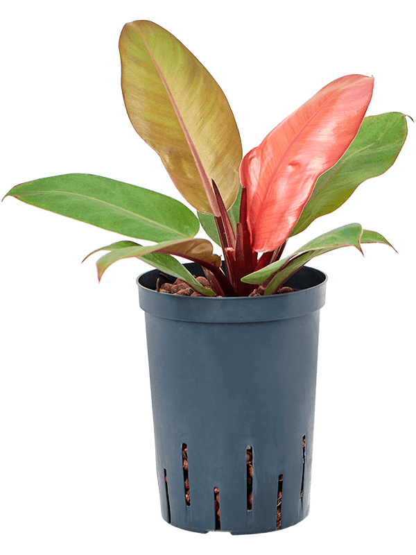 Planta naturala de interior D25xH40cm Philodendron 'Prince of Orange' P15/19cm in hidrogranule