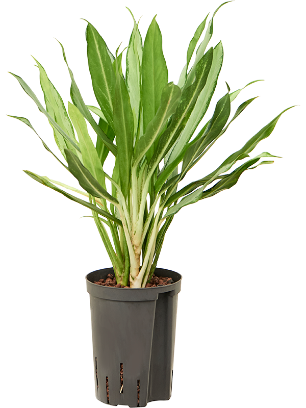Planta naturala de interior D25xH45cm Aglaonema 'White lance' P15/19cm in hidrogranule