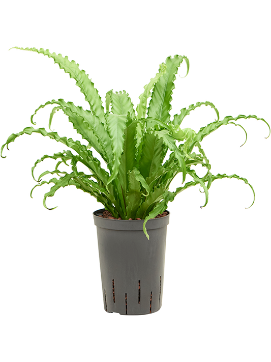 Planta naturala de interior D25xH45cm Asplenium antiquum 'Osaka' P15/19cm in hidrogranule