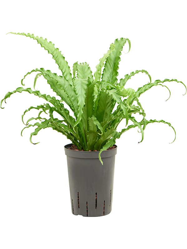 Planta naturala de interior D25xH45cm Asplenium antiquum 'Osaka' P15/19cm in hidrogranule