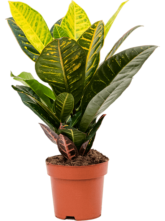 Planta naturala de interior D25xH45cm Croton (Codiaeum) variegatum 'Petra' PS17/15cm in pamant